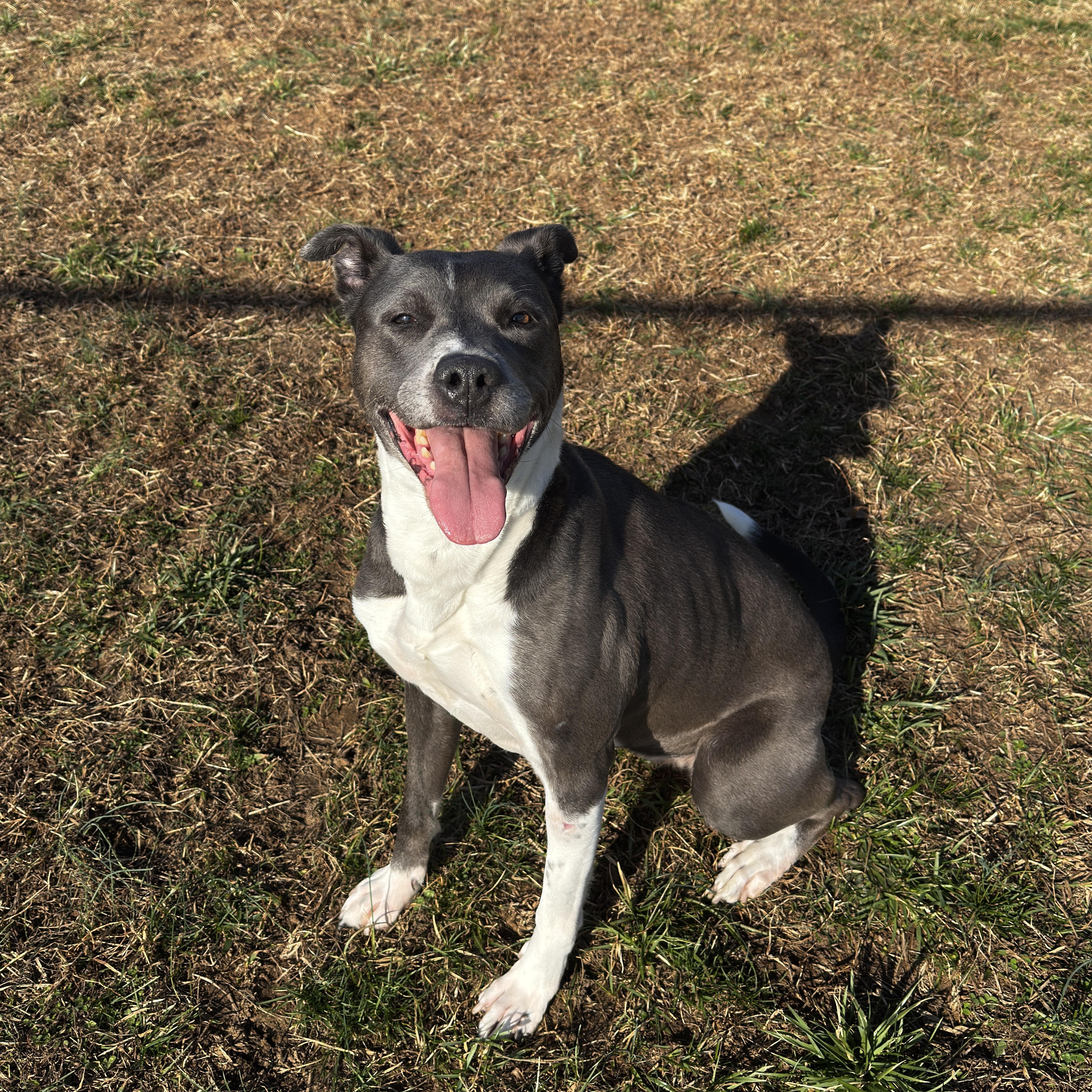 Socks, a ADOPTABLE mixed breed in Lebanon, TN image 1/3