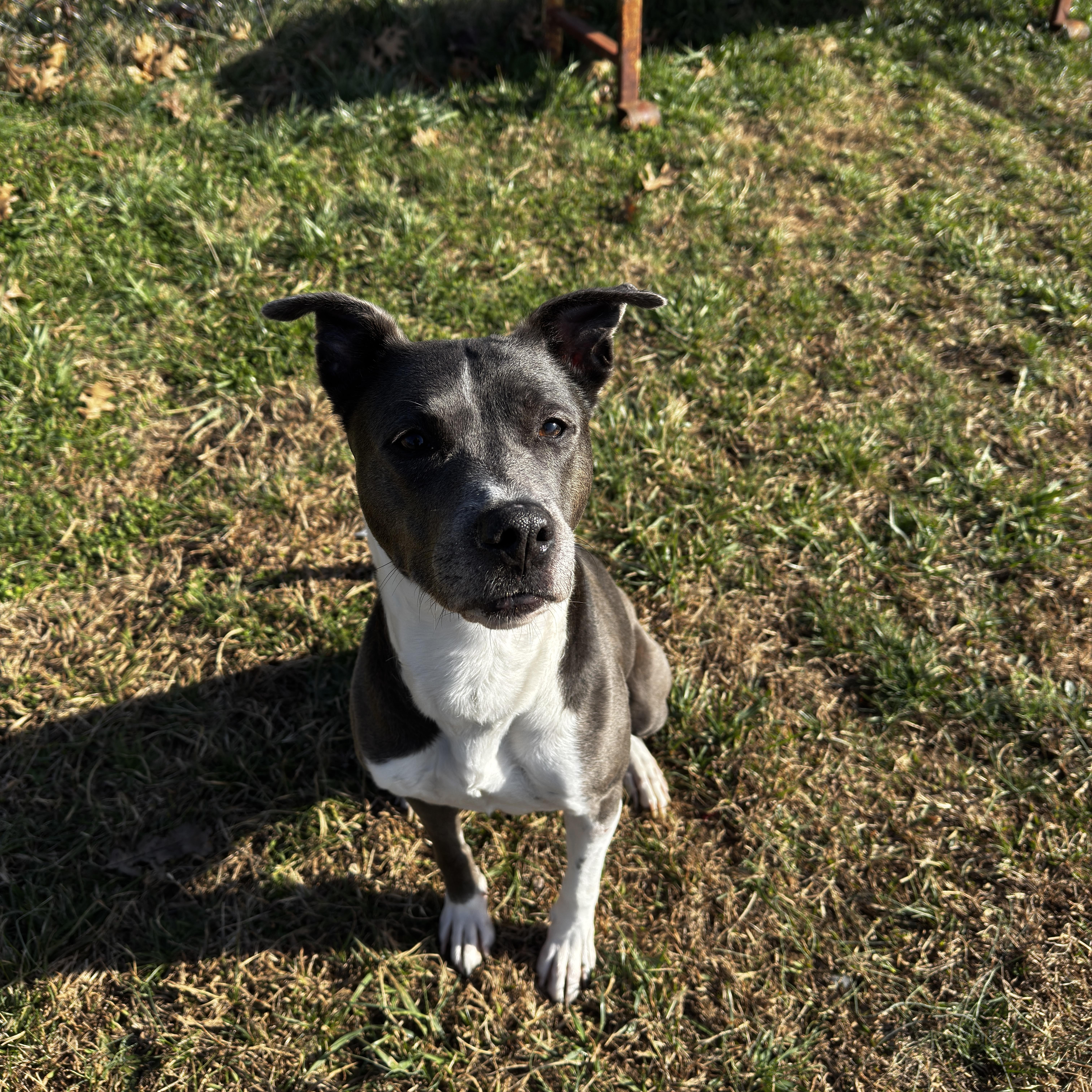 Socks, a ADOPTABLE mixed breed in Lebanon, TN image 2/3