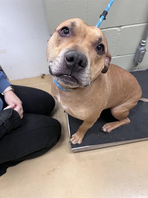 Enlarge GHOST, a Adoptable Pit Bull Terrier in Minneapolis, MN image 1/1