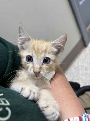 Enlarge Toaster, a Adoptable mixed breed in Conway, AR image 1/1