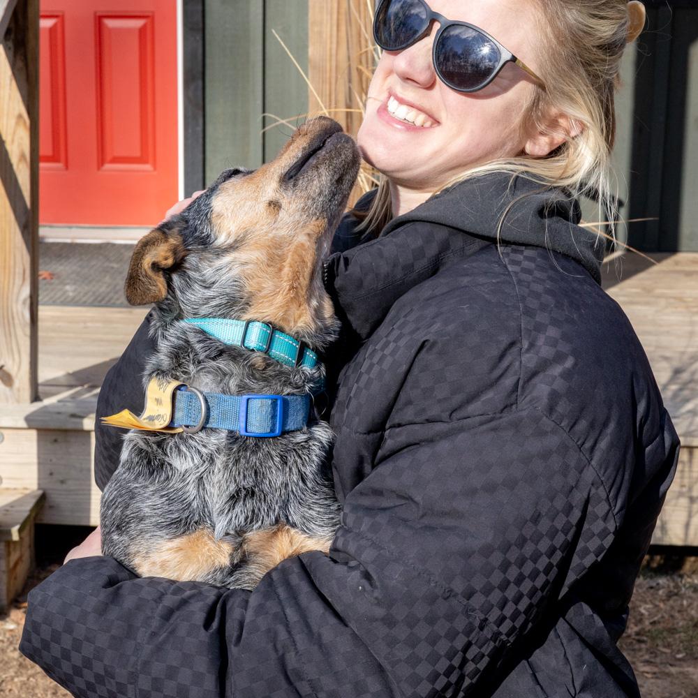 Enlarge Sandy (Female)  , an adopted Australian Cattle Dog / Blue Heeler in West Grove, PA image 5/6