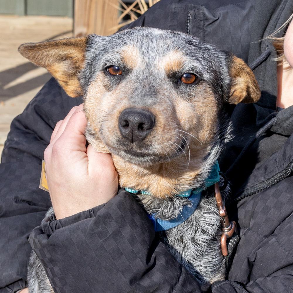 Enlarge Sandy (Female)  , an adopted Australian Cattle Dog / Blue Heeler in West Grove, PA image 2/6