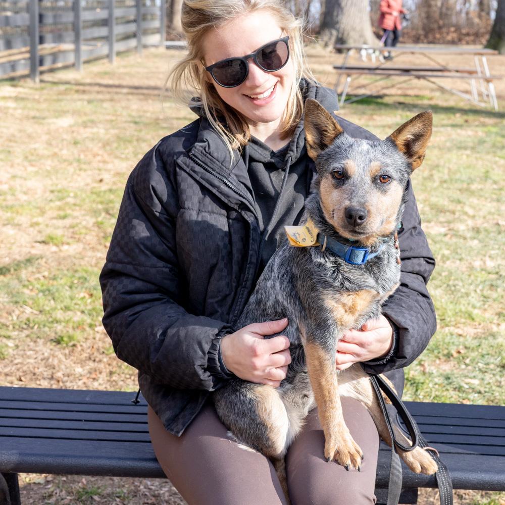 Enlarge Sandy (Female)  , an adopted Australian Cattle Dog / Blue Heeler in West Grove, PA image 1/6
