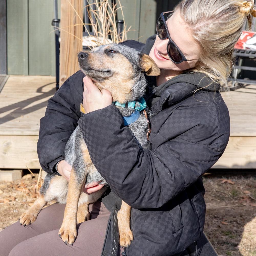 Enlarge Sandy (Female)  , an adopted Australian Cattle Dog / Blue Heeler in West Grove, PA image 6/6