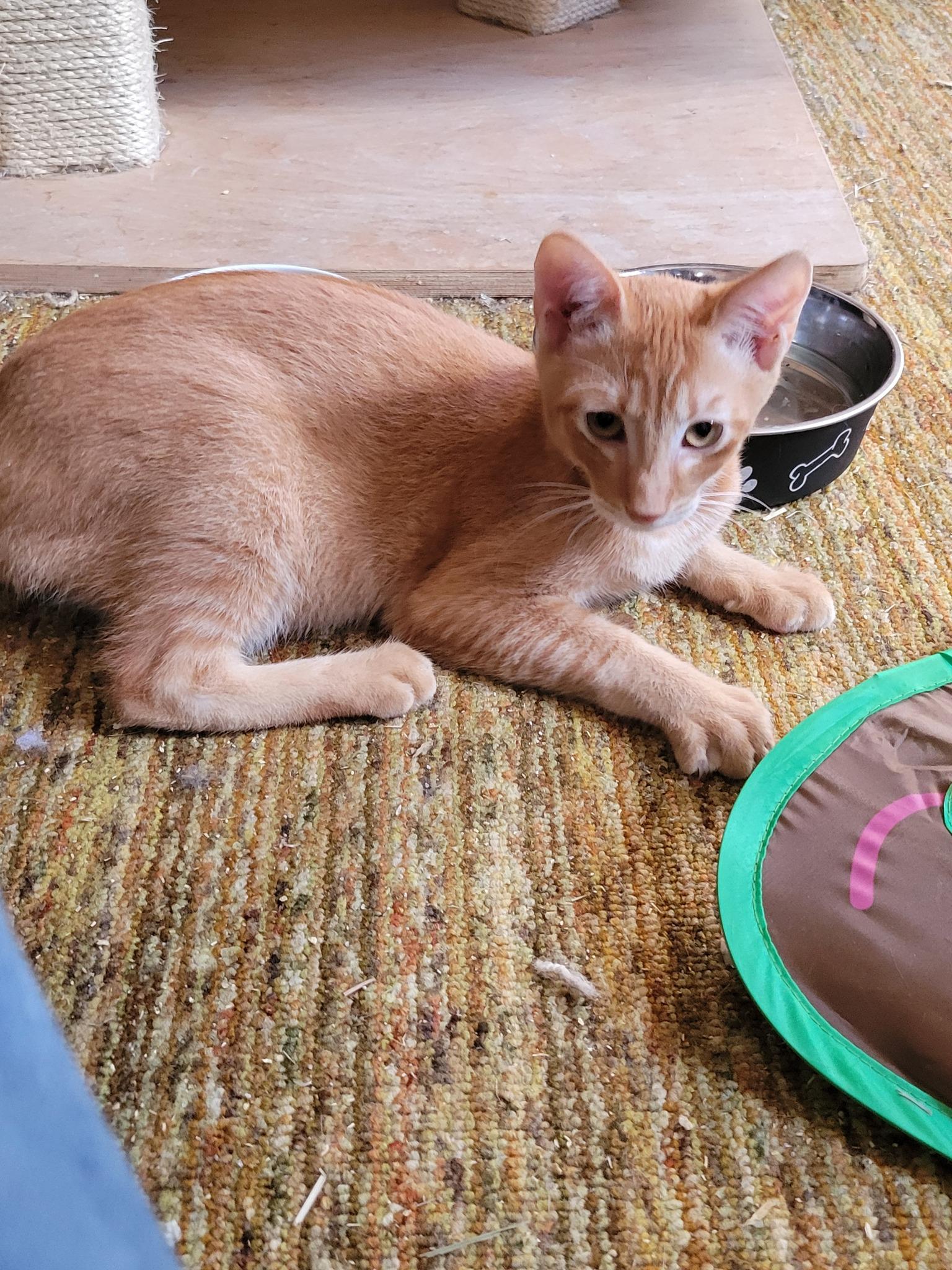 Charlie, Adoptable, Young Male Domestic Short Hair.
