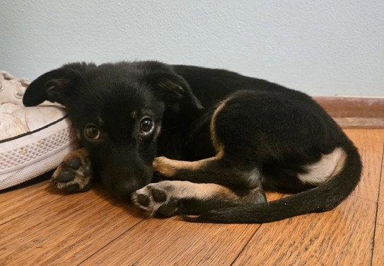 **BASIL**, a Adopted Terrier in North Prairie, WI image 1/2