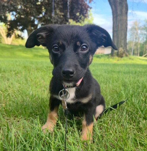 **BASIL**, a Adopted Terrier in North Prairie, WI image 2/2