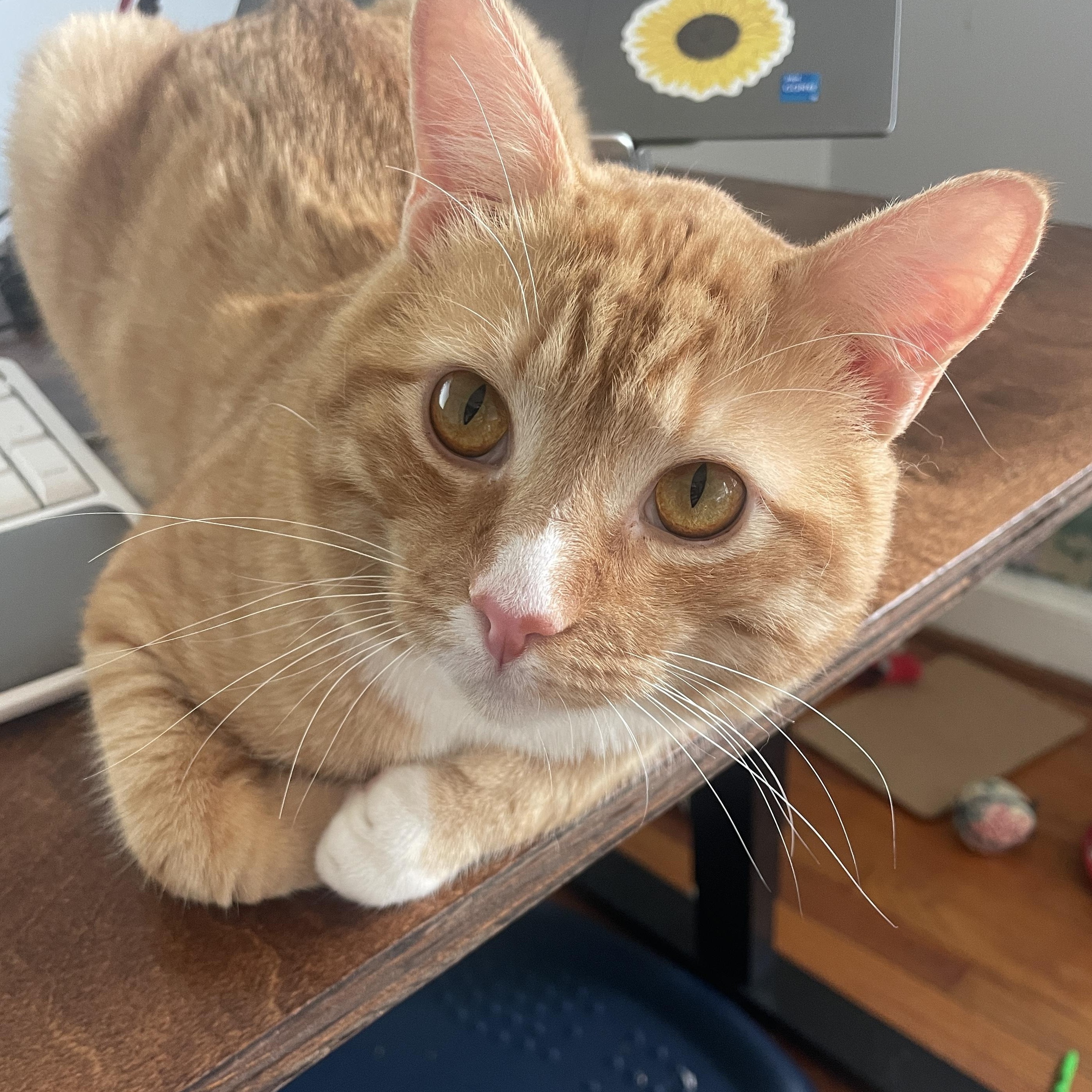 Enlarge Houdini, a ADOPTABLE mixed breed in Hyattsville, MD image 1/6