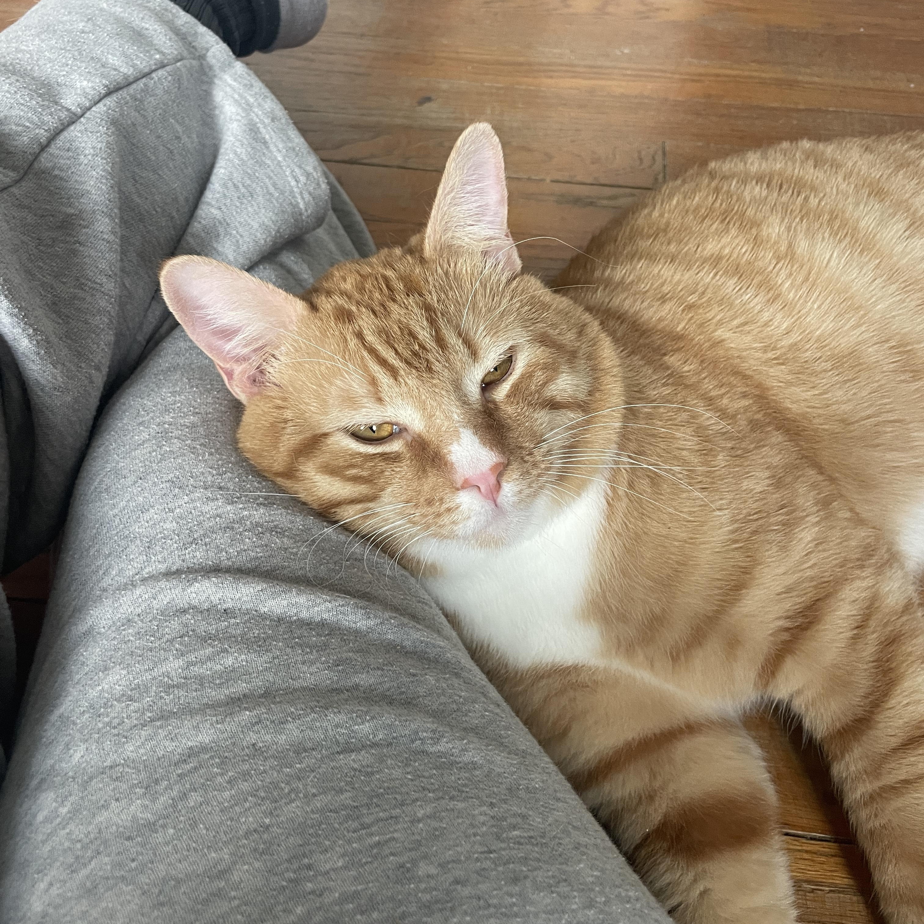 Enlarge Houdini, a ADOPTABLE mixed breed in Hyattsville, MD image 4/6