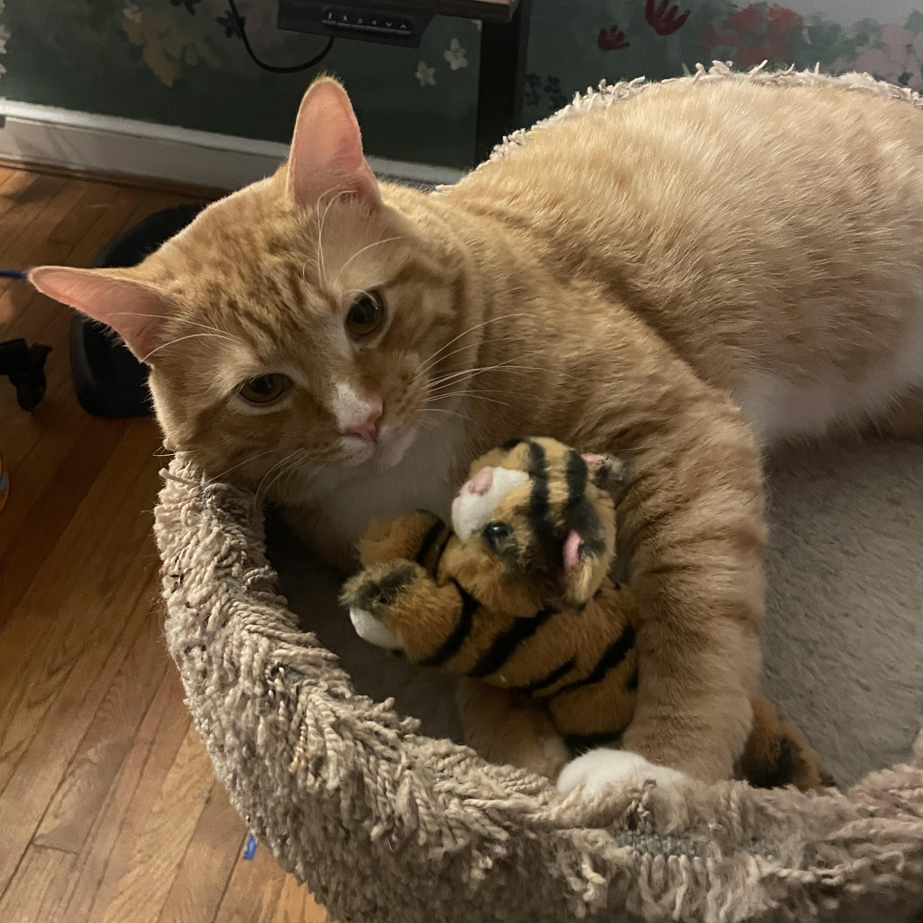 Enlarge Houdini, a ADOPTABLE mixed breed in Hyattsville, MD image 2/6