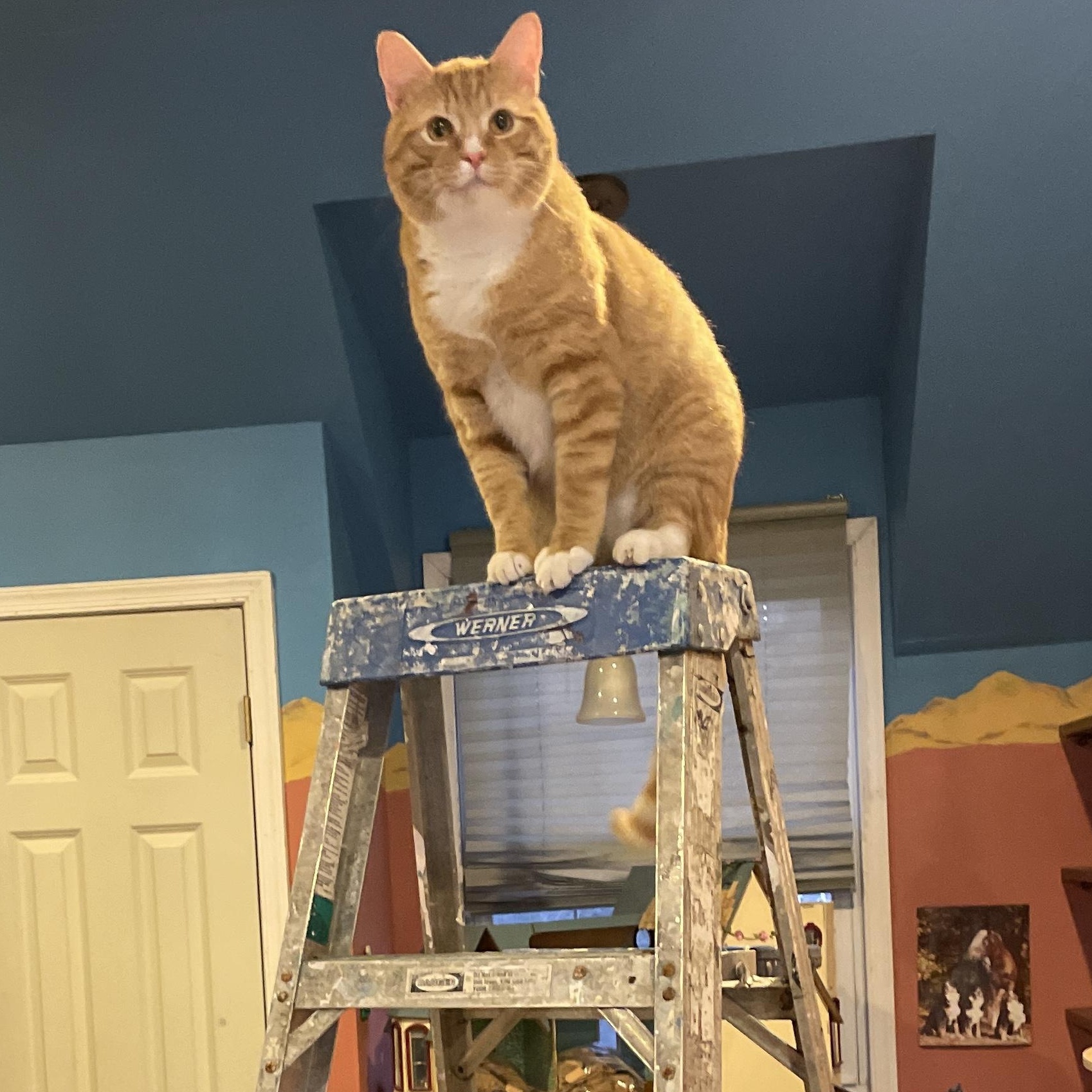 Enlarge Houdini, a ADOPTABLE mixed breed in Hyattsville, MD image 5/6