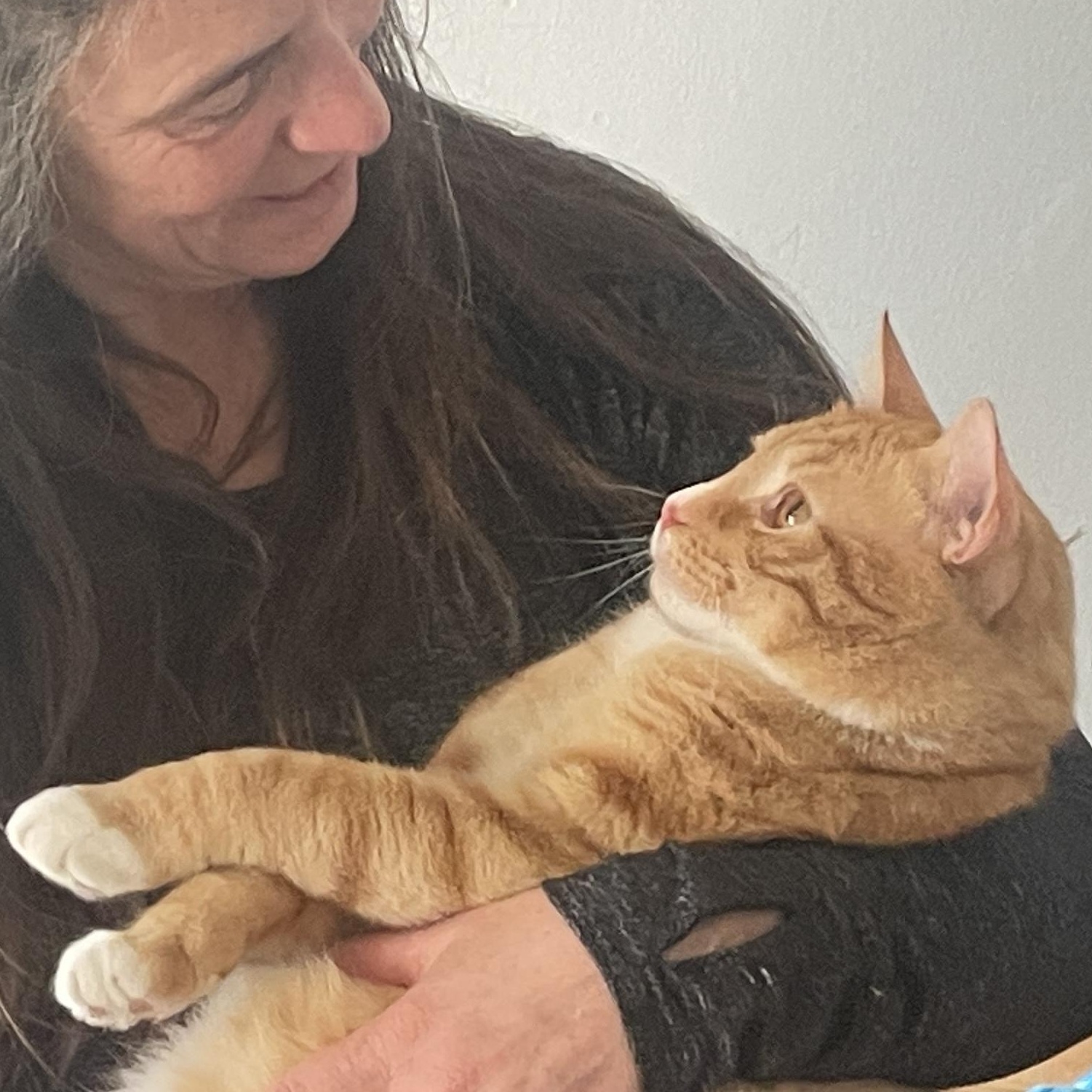 Enlarge Houdini, a ADOPTABLE mixed breed in Hyattsville, MD image 3/6