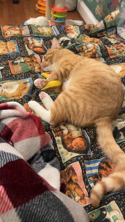 Enlarge Houdini, a ADOPTABLE mixed breed in Hyattsville, MD video 6/6