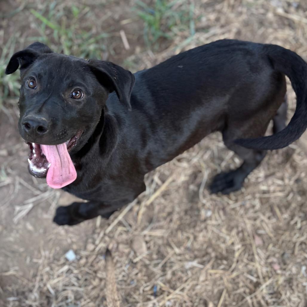Wakka, Adoptable, Young Male Black Labrador Retriever.