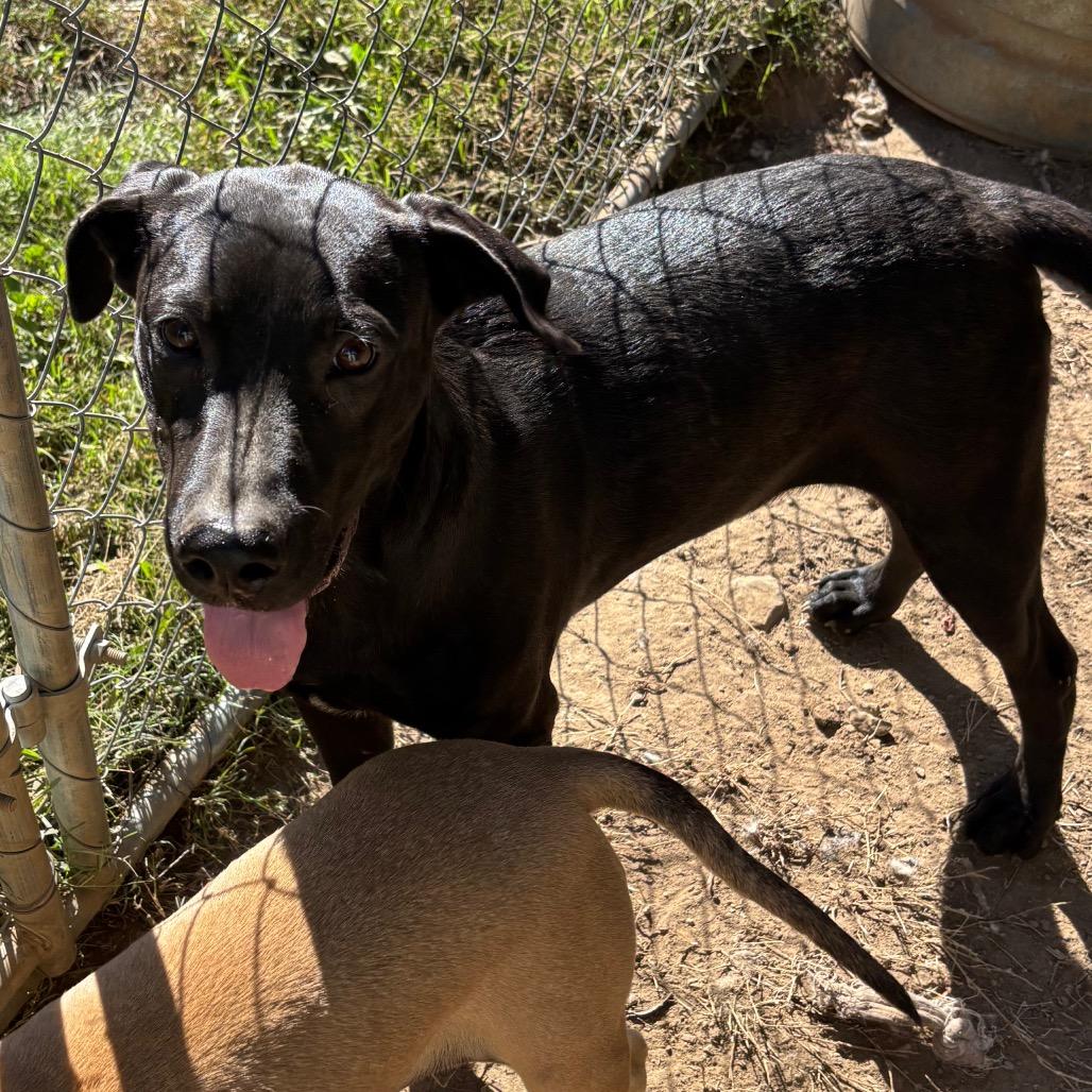 Enlarge Wakka, a Adoptable Black Labrador Retriever in Topsham, VT image 2/3