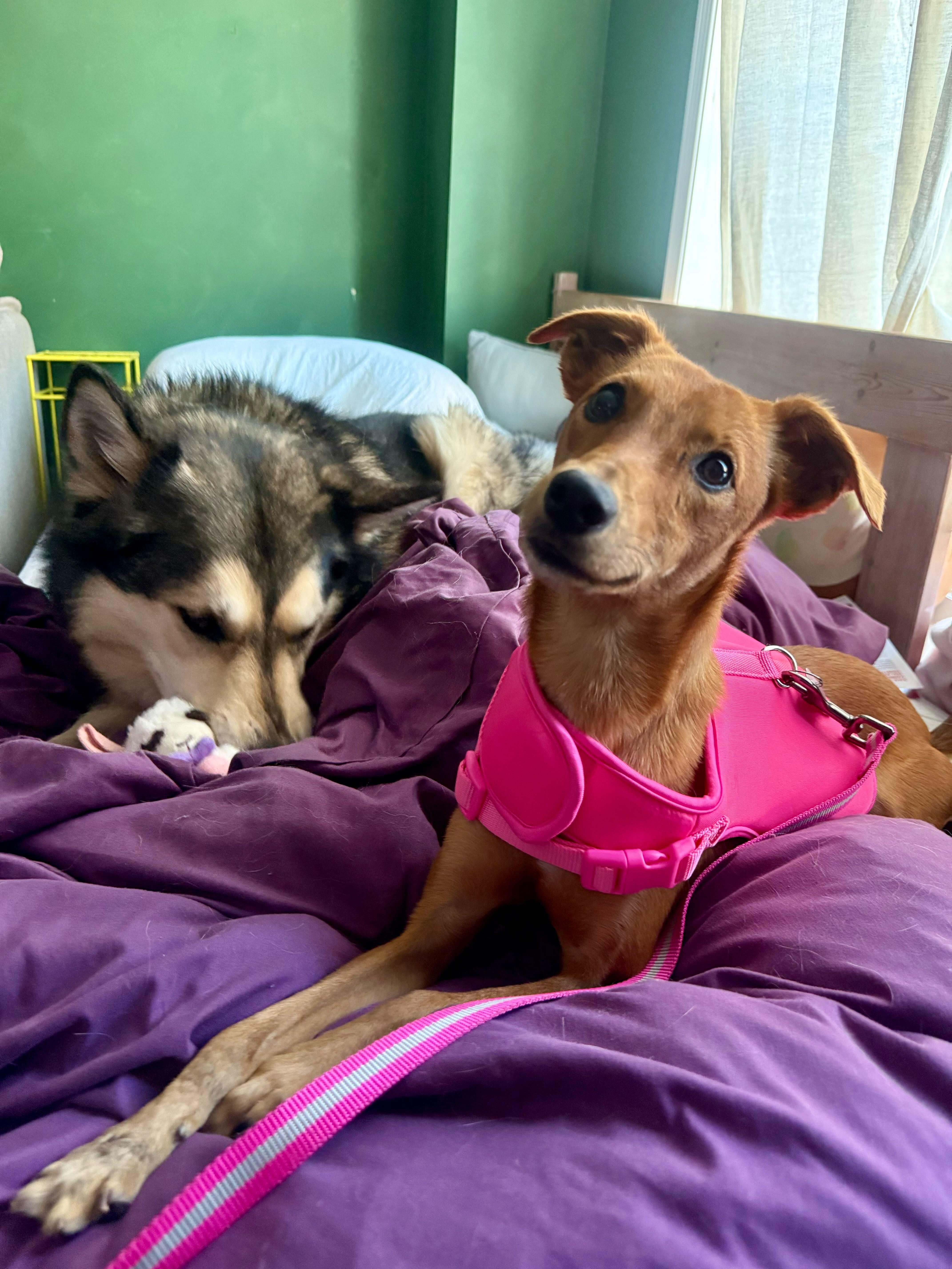 Enlarge MARLENE, a Adoptable mixed breed in Peterborough, ON image 5/6