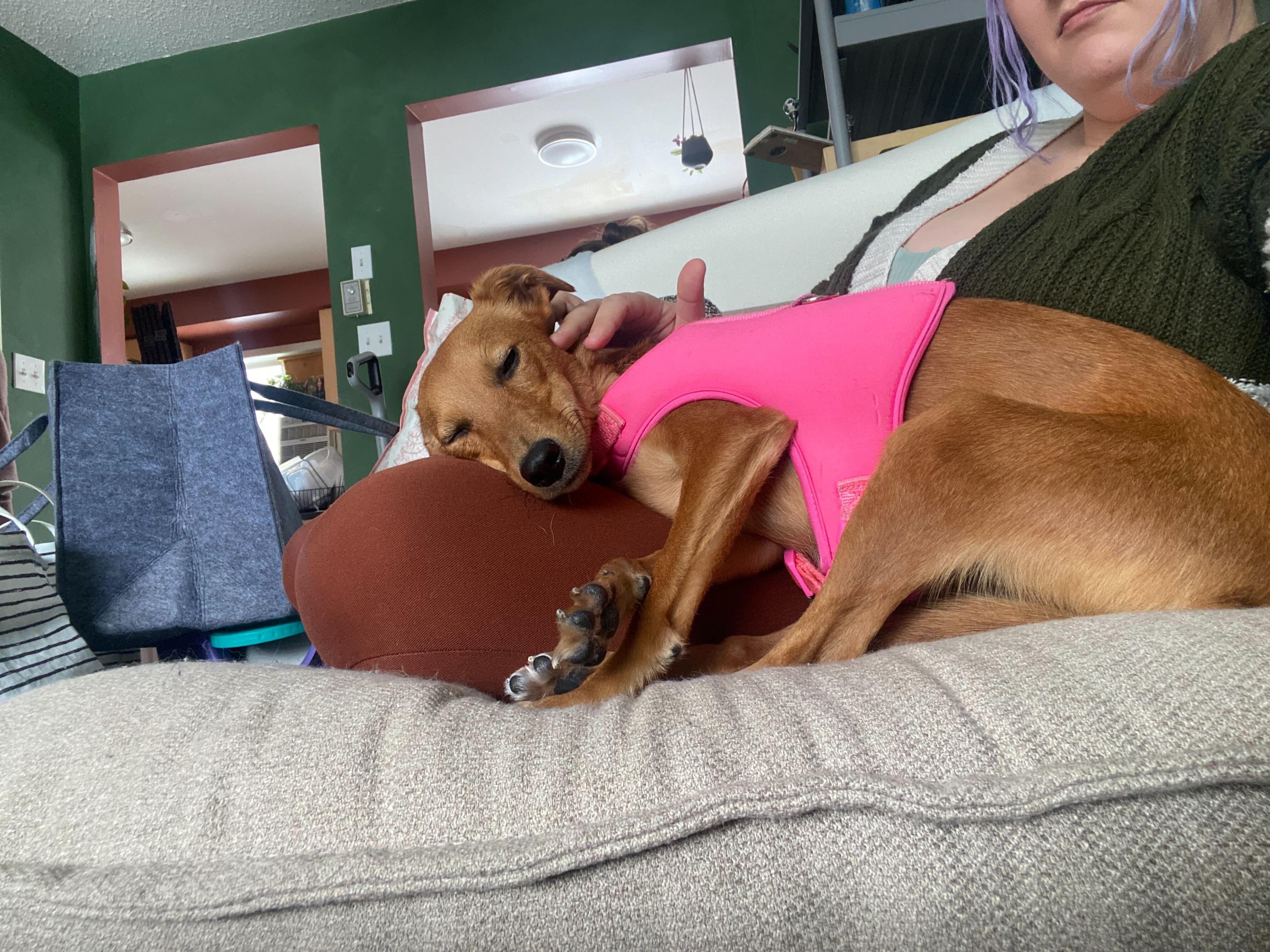 Enlarge MARLENE, a Adoptable mixed breed in Peterborough, ON image 4/6