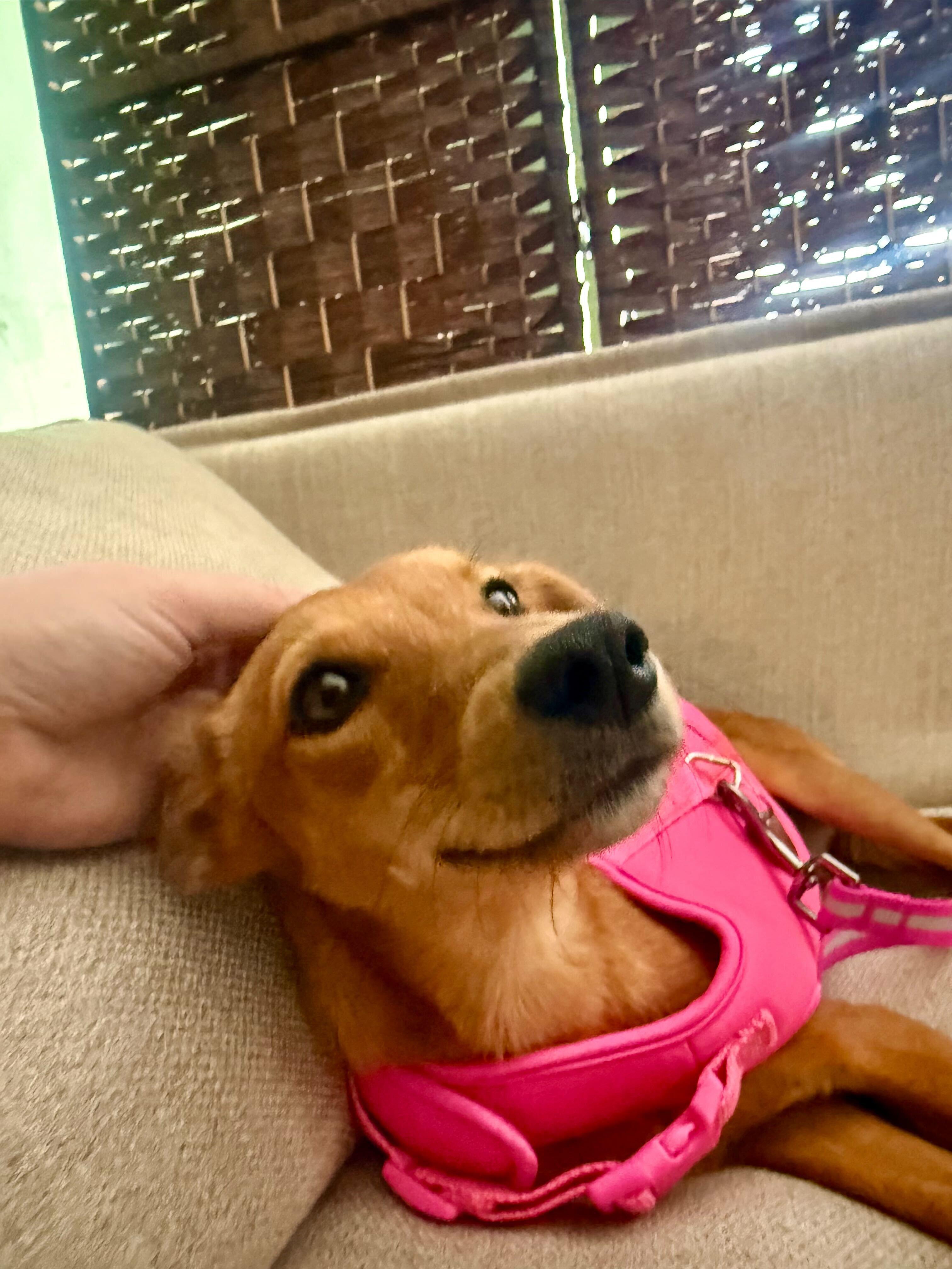 Enlarge MARLENE, a Adoptable mixed breed in Peterborough, ON image 3/6