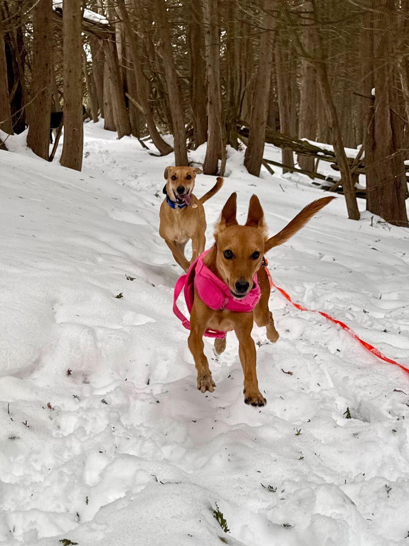 Enlarge MARLENE, a Adoptable mixed breed in Peterborough, ON image 2/6
