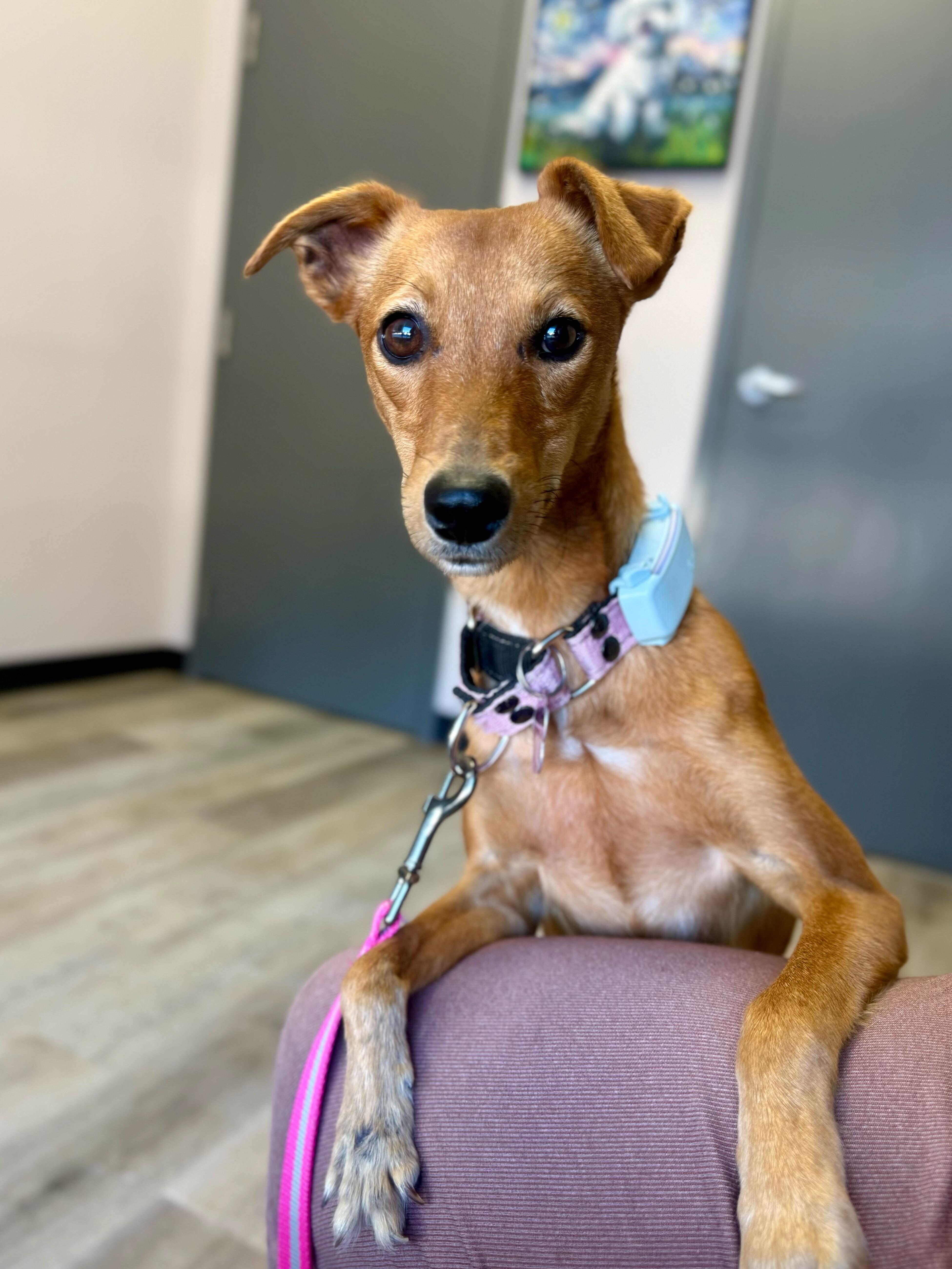 Enlarge MARLENE, a Adoptable mixed breed in Peterborough, ON image 6/6