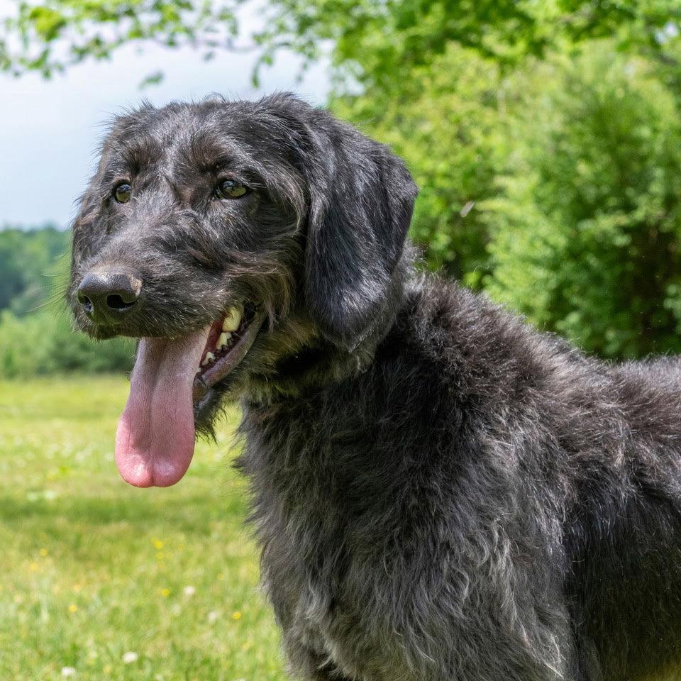 EBONY, Adopted, Adult Female Standard Poodle & Hound.