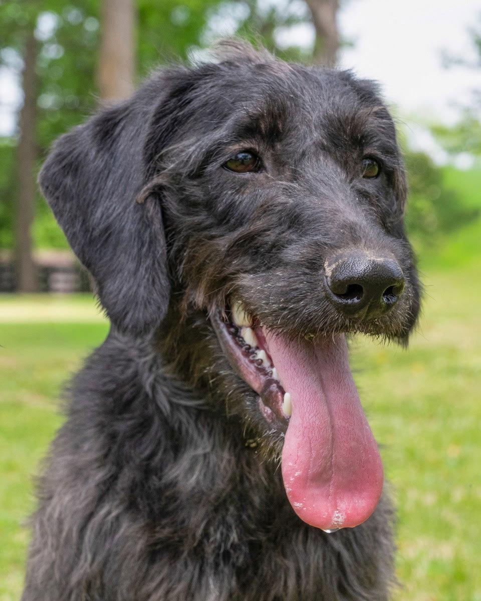 Enlarge EBONY, a Adopted mixed breed in Franklin, TN image 2/3