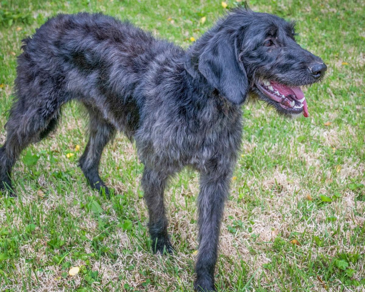 Enlarge EBONY, a Adopted mixed breed in Franklin, TN image 3/3