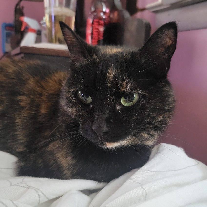 Pepper, Adoptable, Adult Female Domestic Short Hair.