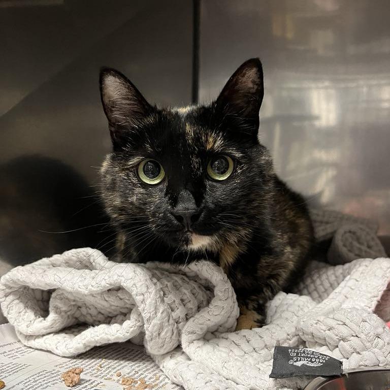 Pepper, Adoptable, Adult Female Domestic Short Hair.