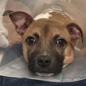 Cornbread thumbnail 3