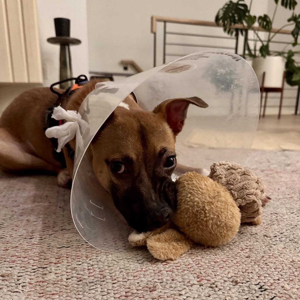 Cornbread thumbnail 4