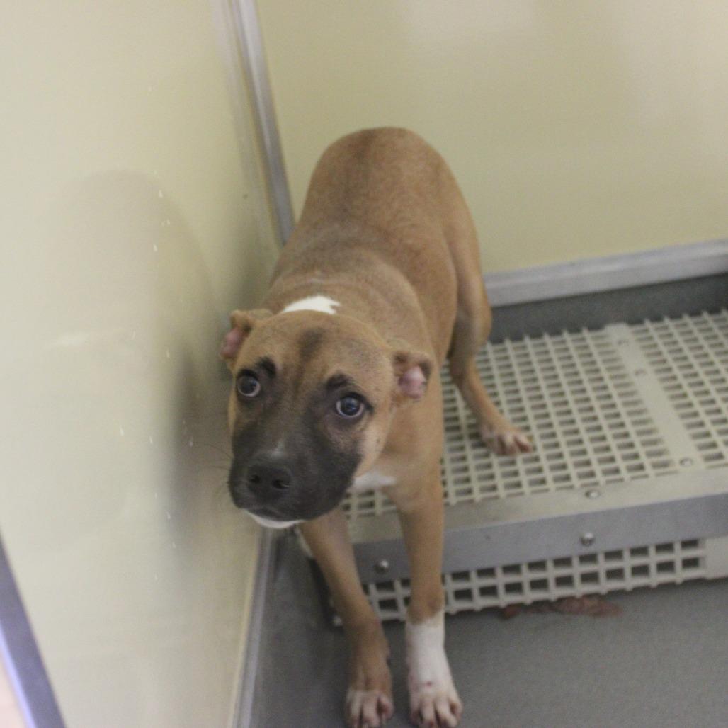 Cornbread thumbnail 5