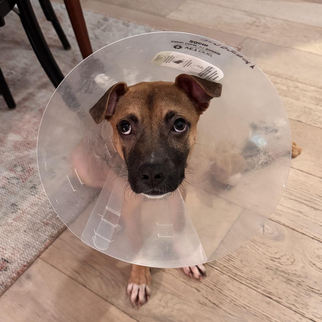 Cornbread thumbnail 6