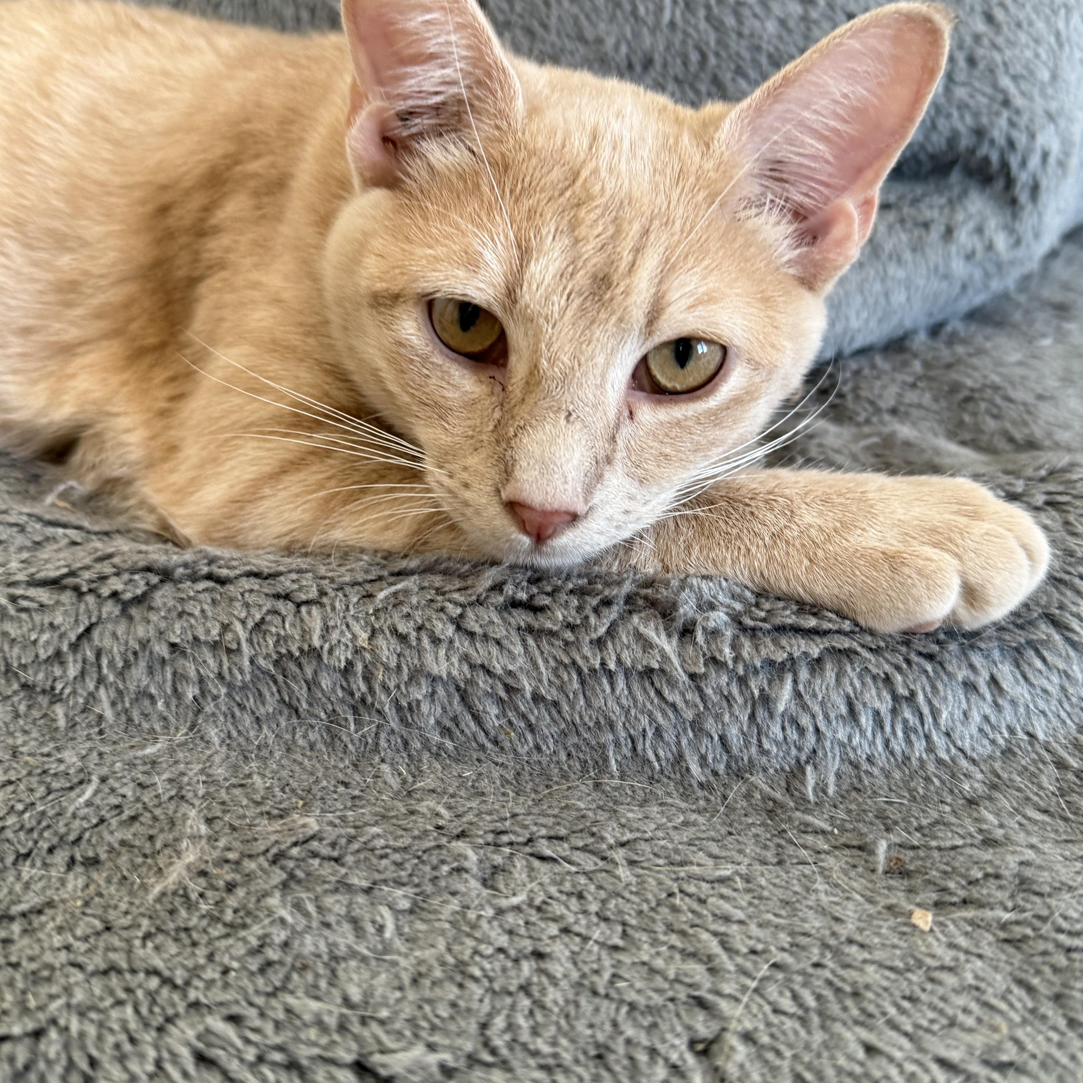 Enlarge Revis, a Adoptable Domestic Short Hair in Shreveport, LA image 2/2