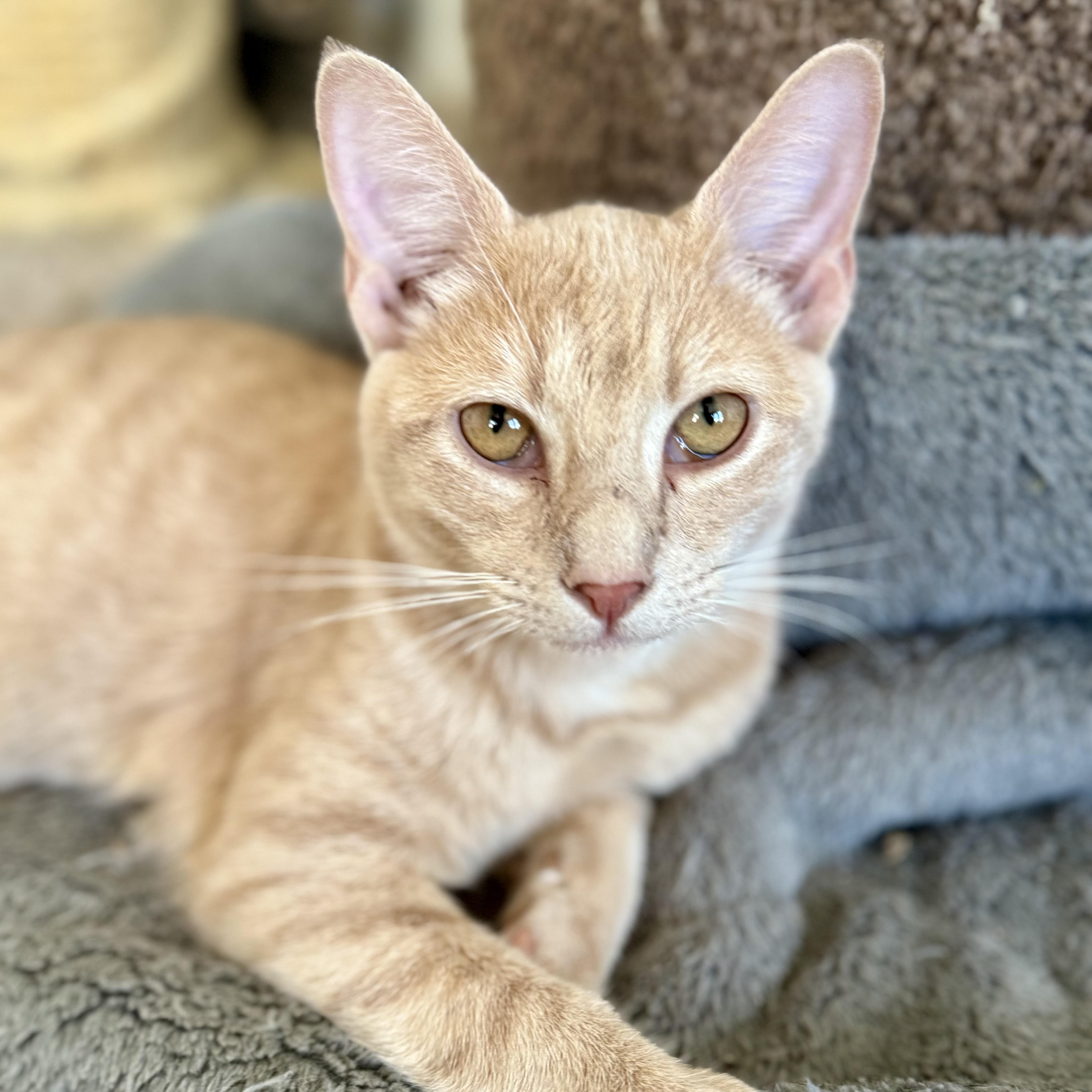 Enlarge Revis, a Adoptable Domestic Short Hair in Shreveport, LA image 1/2