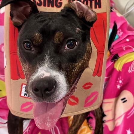 Ginny G, a Adoptable mixed breed in Glenelg, MD image 1/3