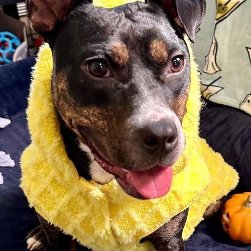 Ginny G, a Adoptable mixed breed in Glenelg, MD image 2/3