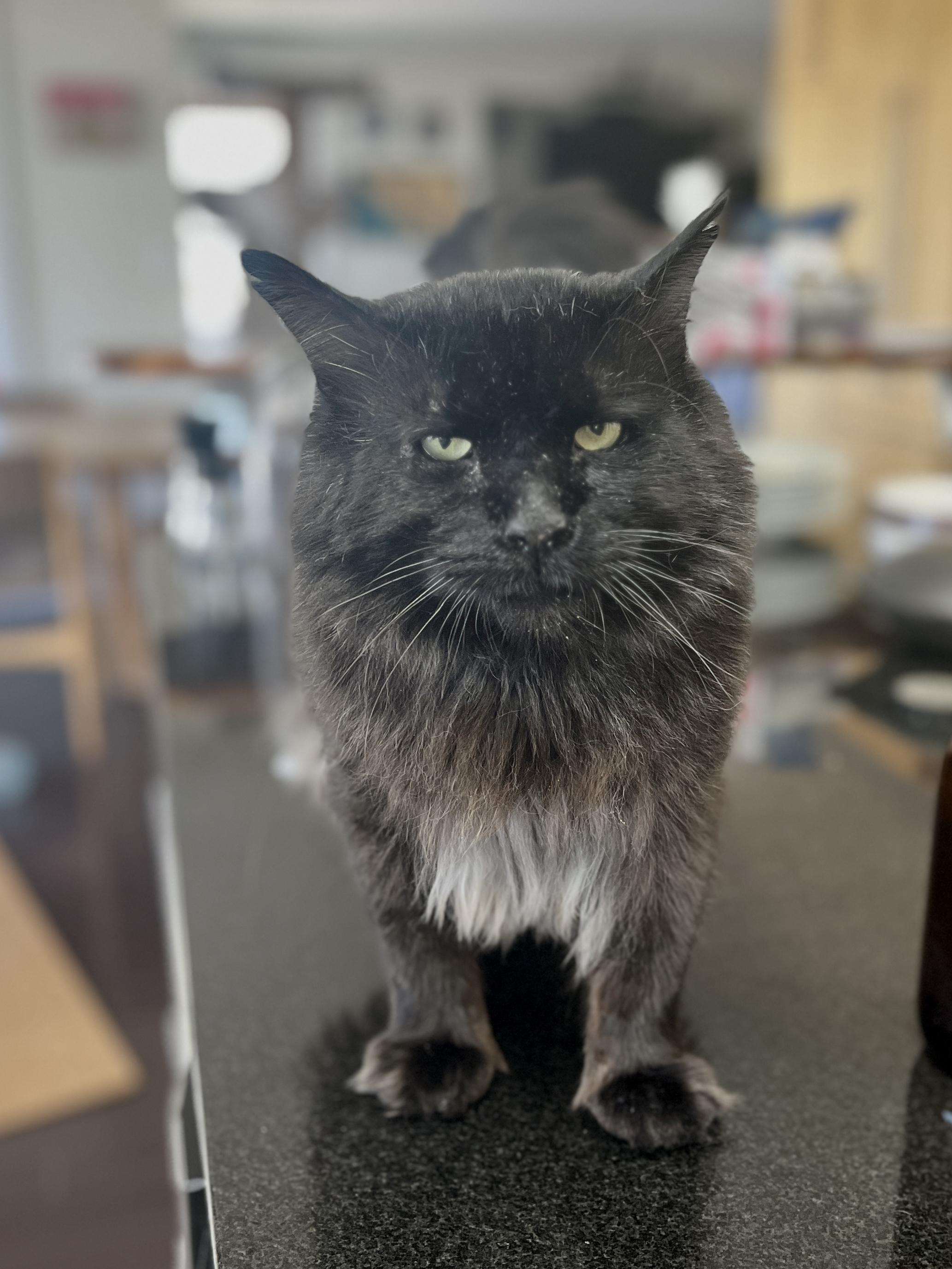 Zoboomafoo, a ADOPTABLE Domestic Medium Hair in Nanaimo, BC image 5/6