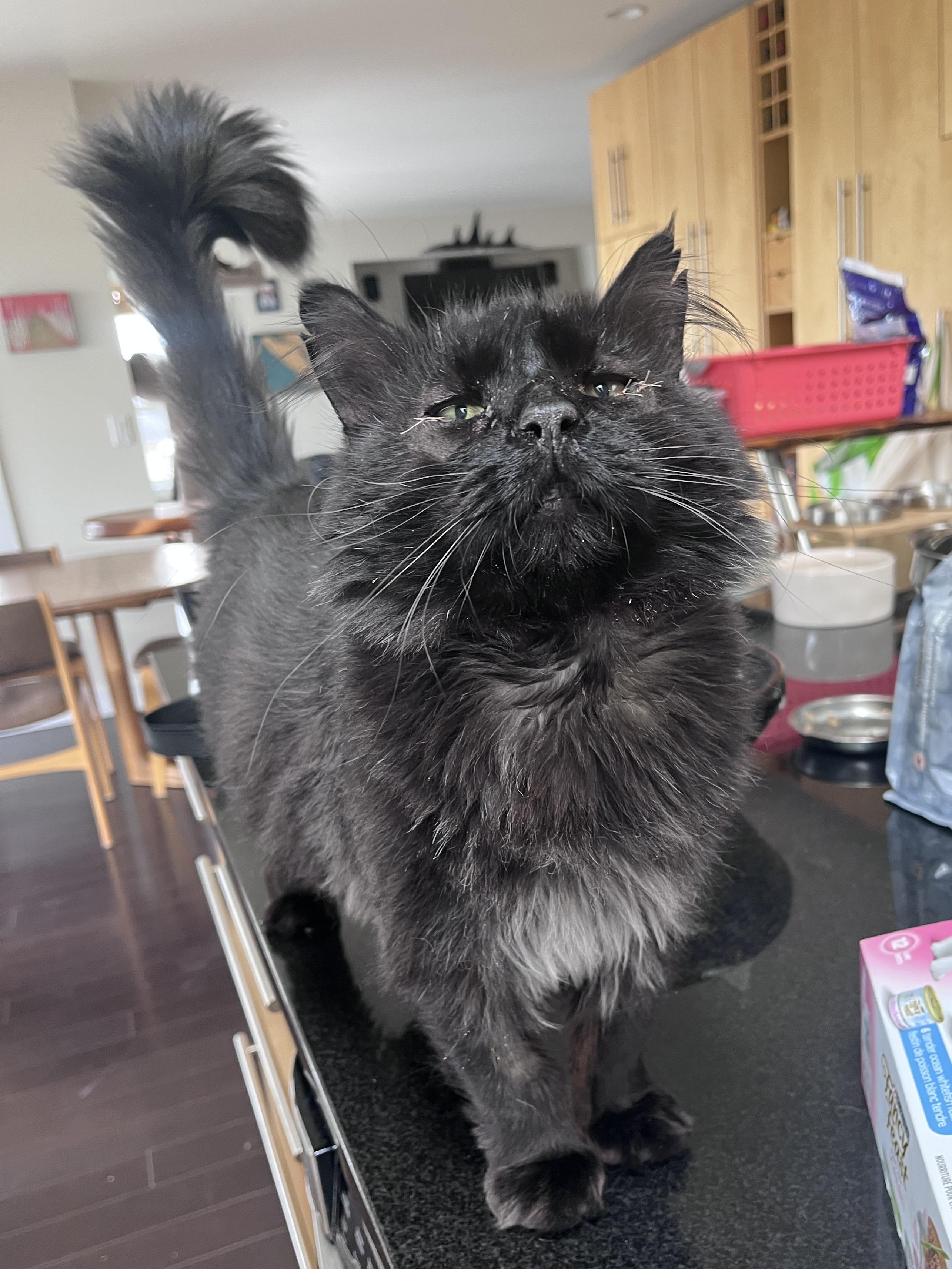 Zoboomafoo, a ADOPTABLE Domestic Medium Hair in Nanaimo, BC image 6/6