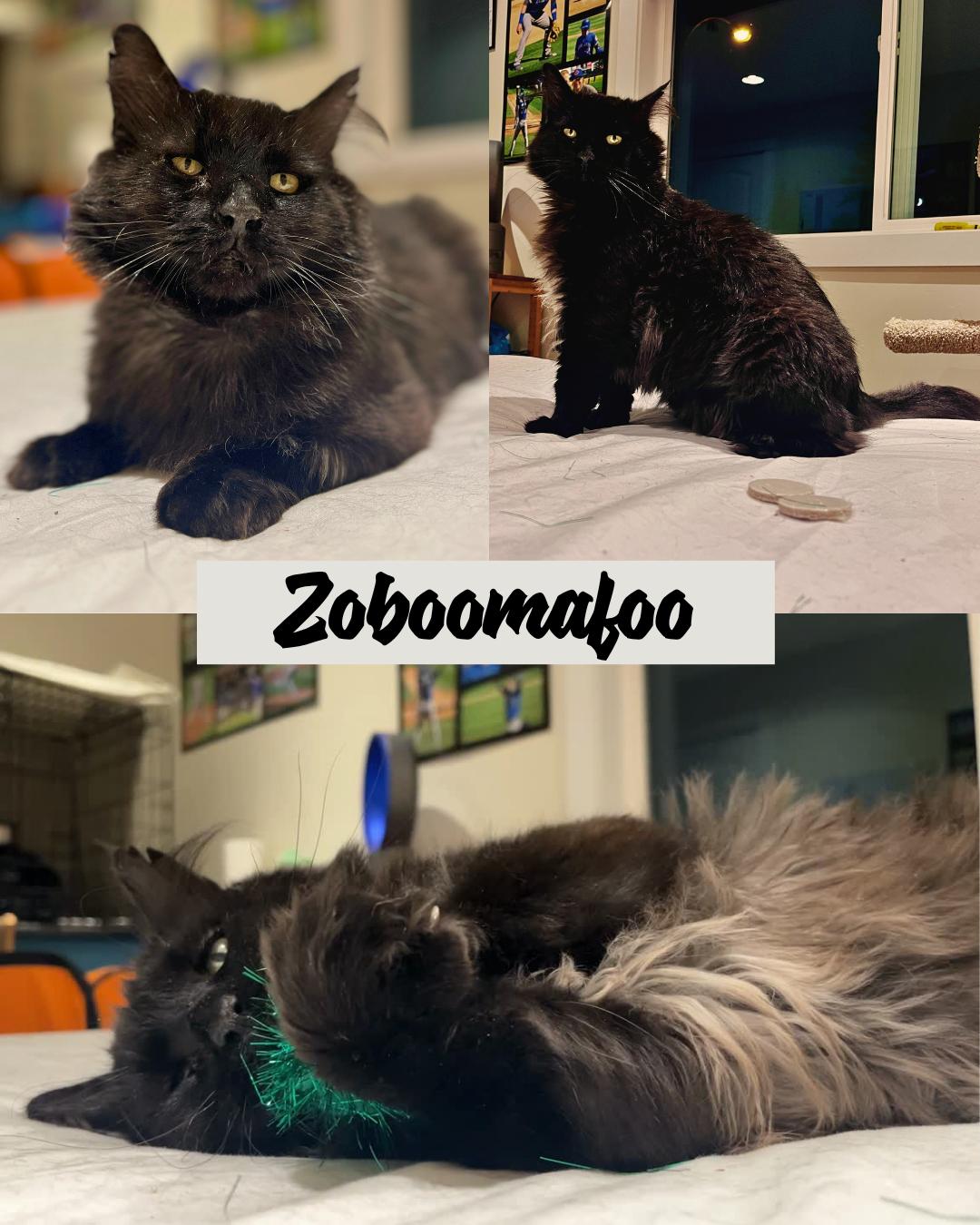 Zoboomafoo, ADOPTABLE, Senior Male Domestic Medium Hair.