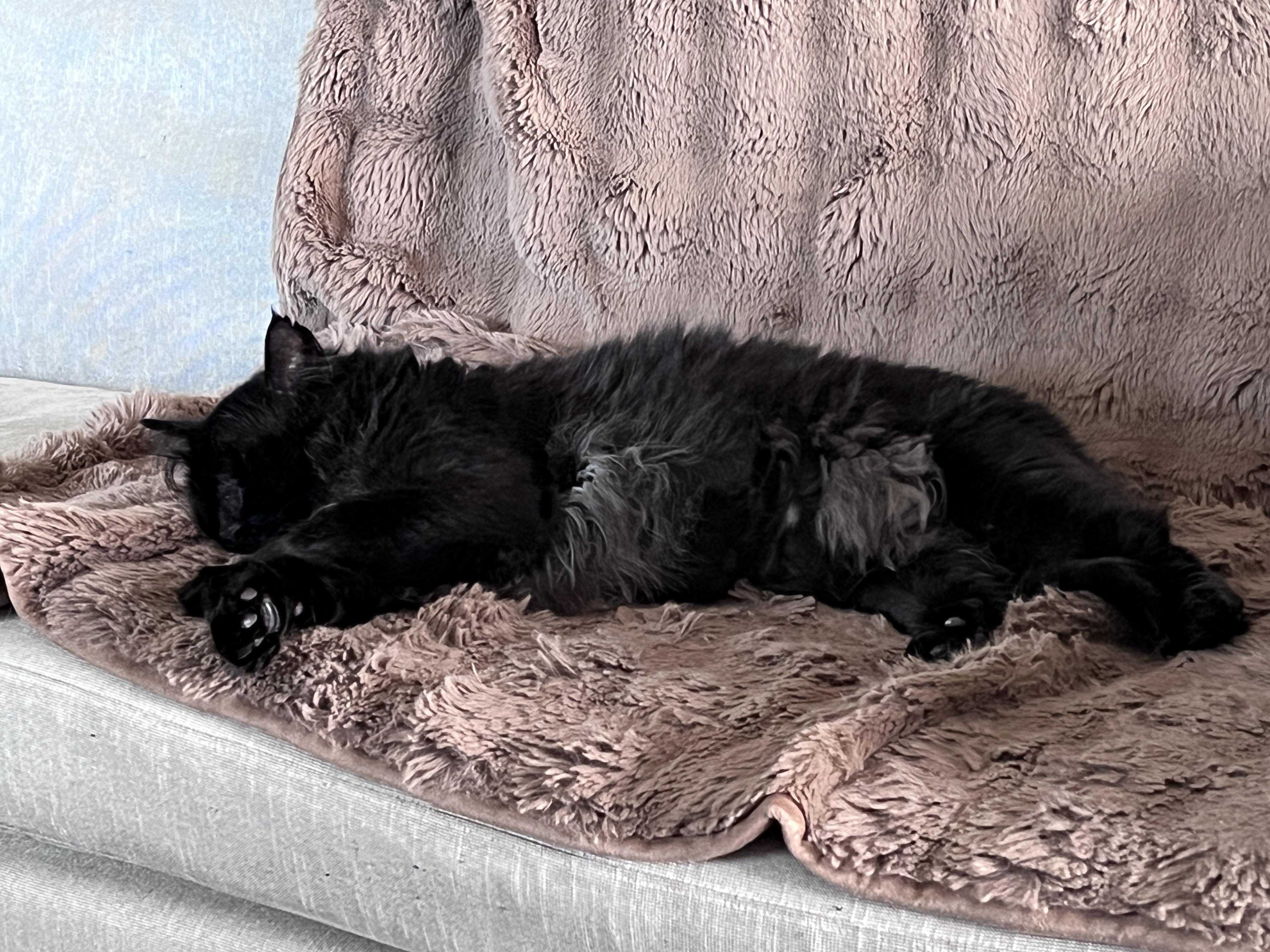 Zoboomafoo, a ADOPTABLE Domestic Medium Hair in Nanaimo, BC image 2/6