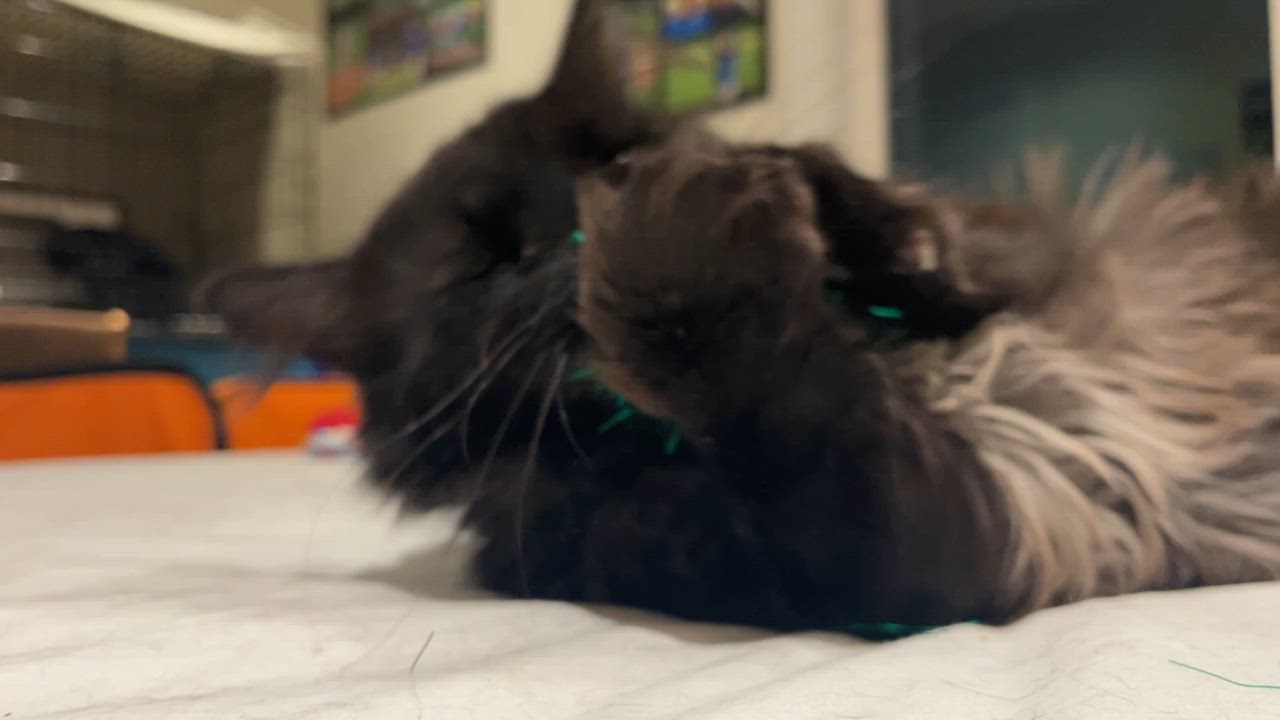 Enlarge Zoboomafoo, a ADOPTABLE Domestic Medium Hair in Nanaimo, BC video 4/6