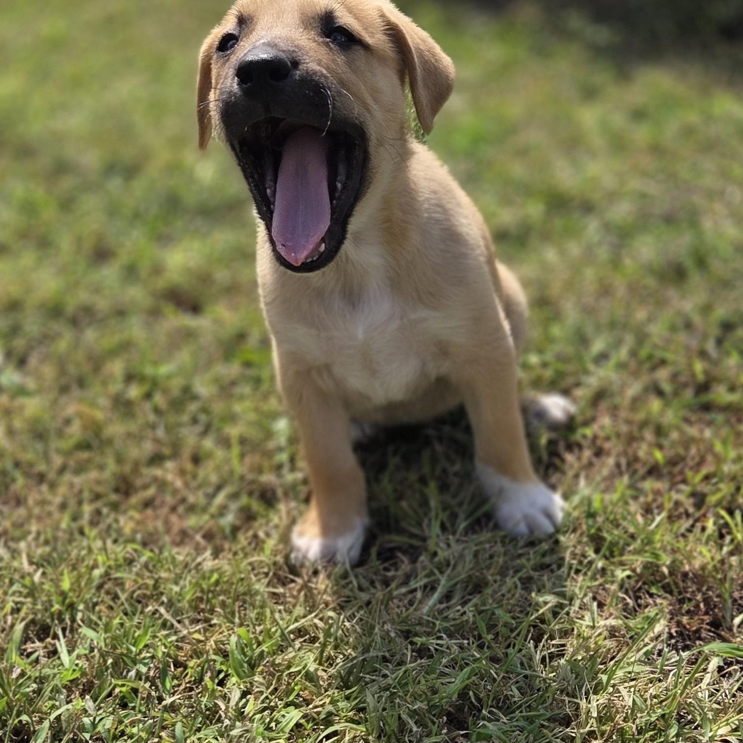 Yarrow, Adopted, Young Male Cattle Dog & Labrador Retriever.