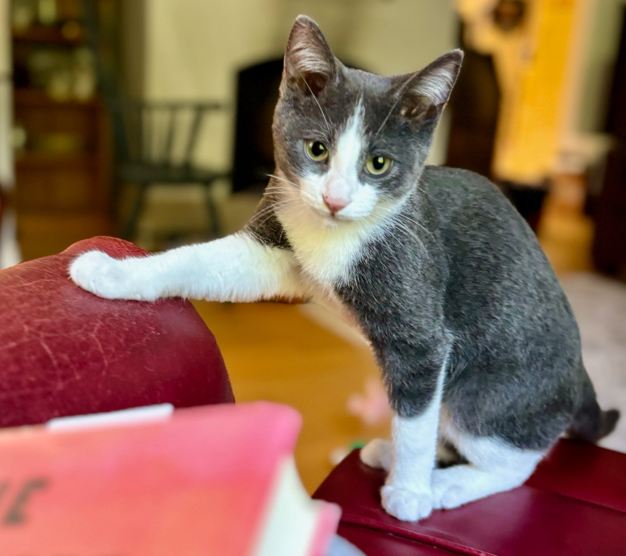 Enlarge Boots, a Adoptable Domestic Medium Hair in Ashton, ON image 1/1