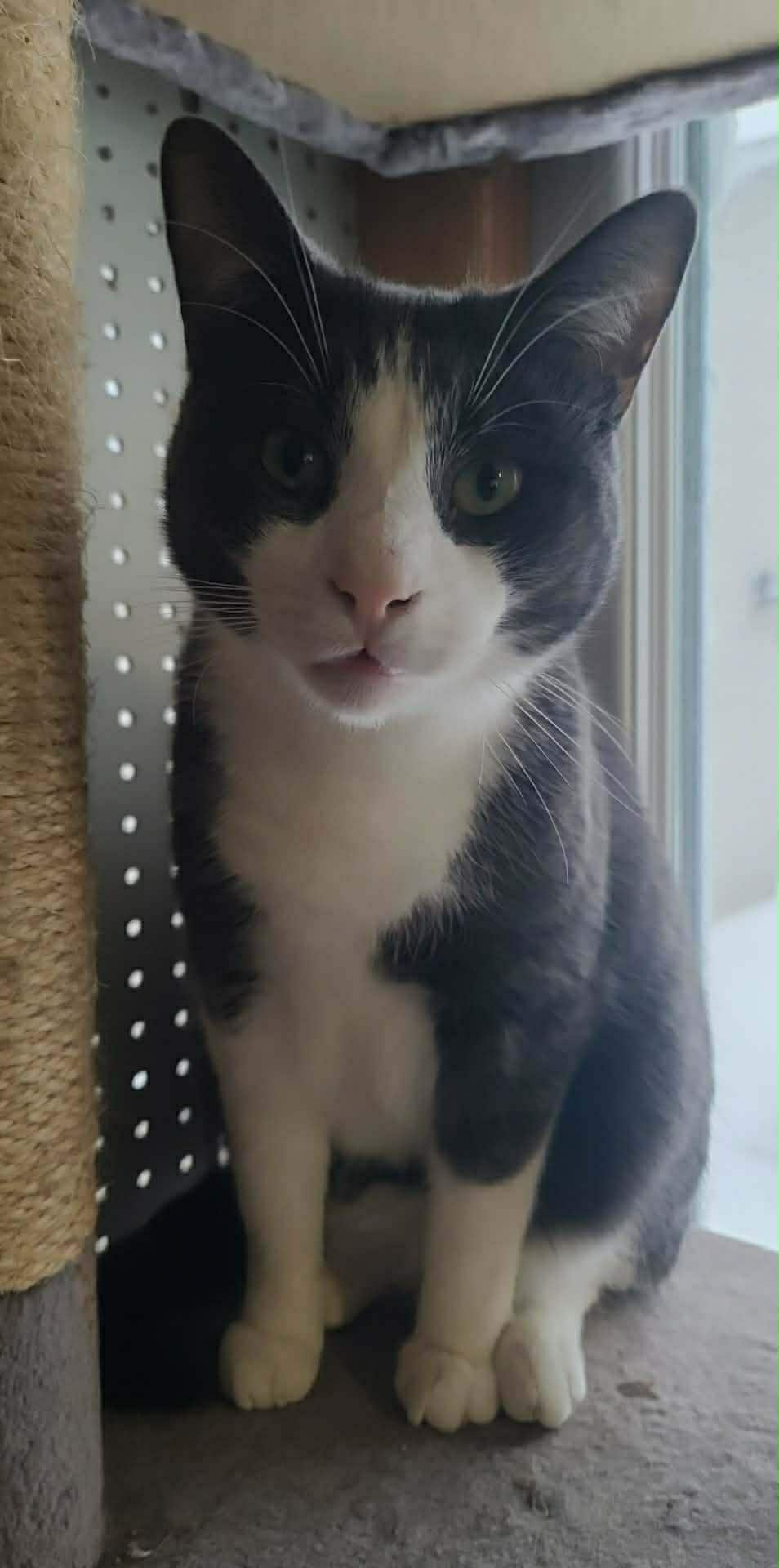 Boots, Adoptable, Adult Male Domestic Medium Hair.