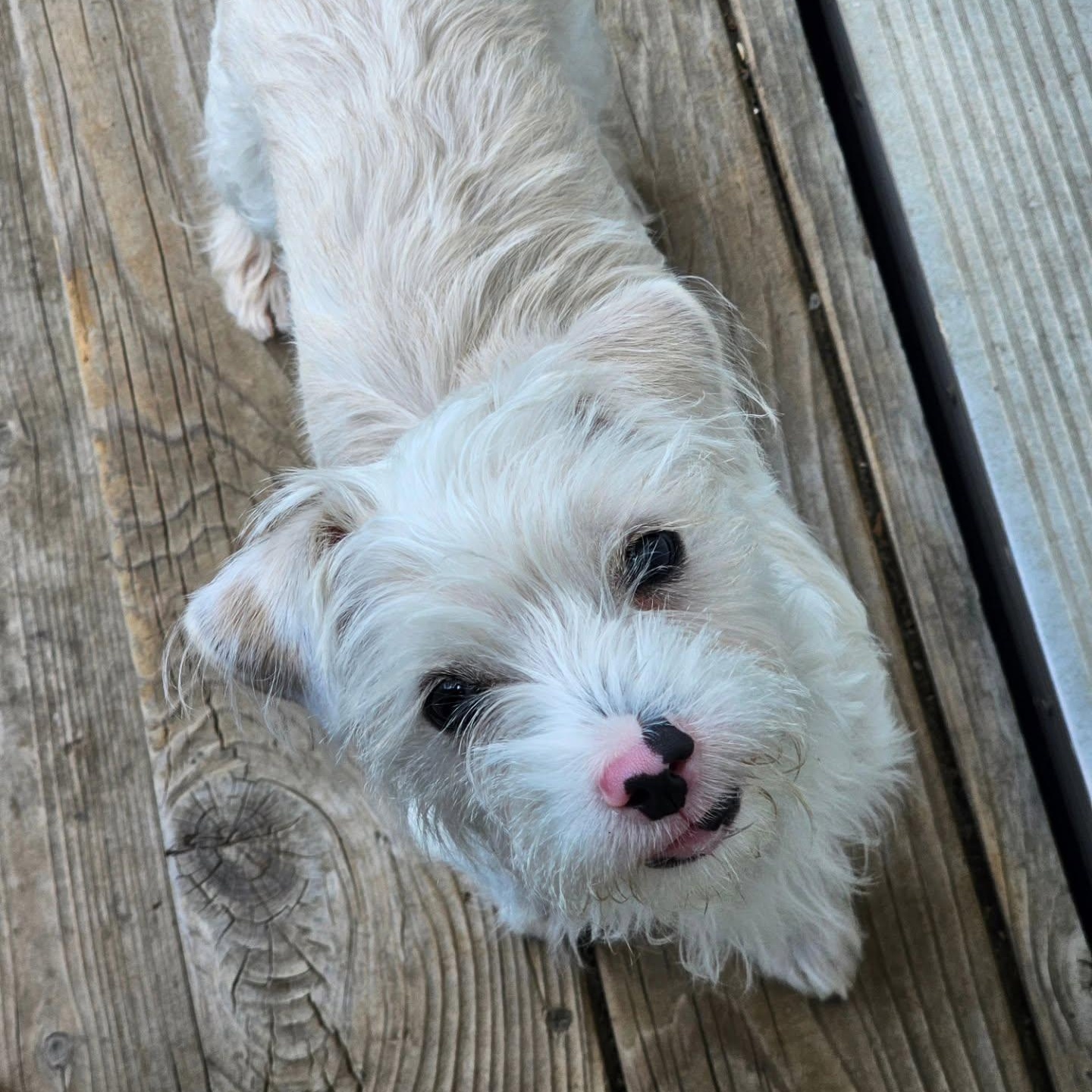 Colt, a ADOPTABLE mixed breed in Salinas, CA image 2/6