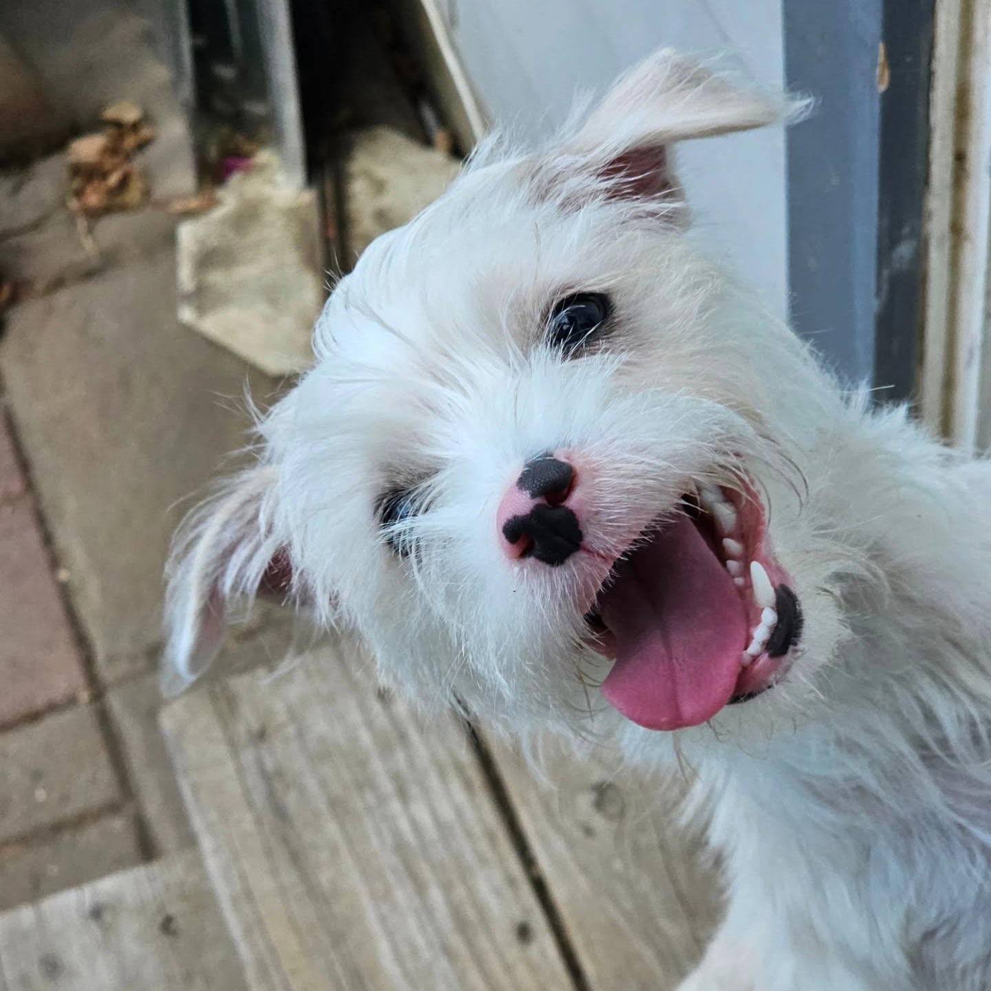Colt, ADOPTABLE, Young Male Terrier.