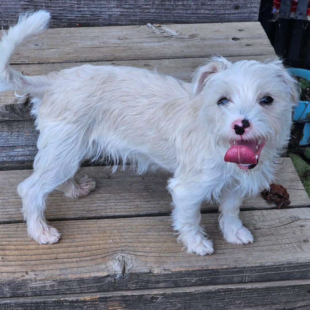 Colt, a ADOPTABLE mixed breed in Salinas, CA image 6/6