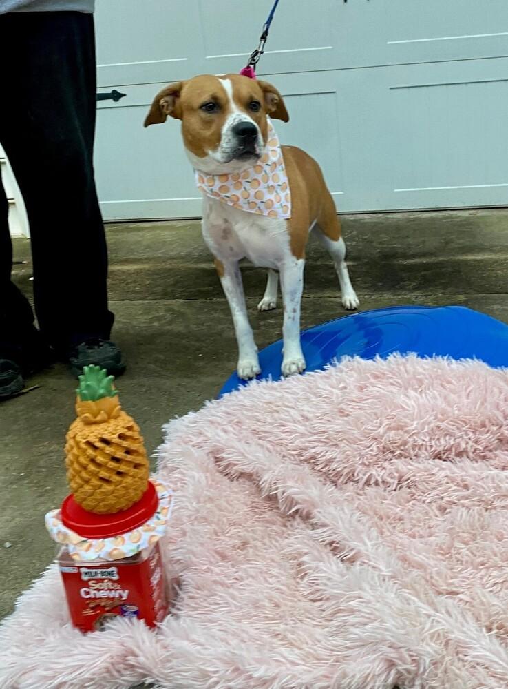 Peaches, Adoptable, Adult Female Hound.