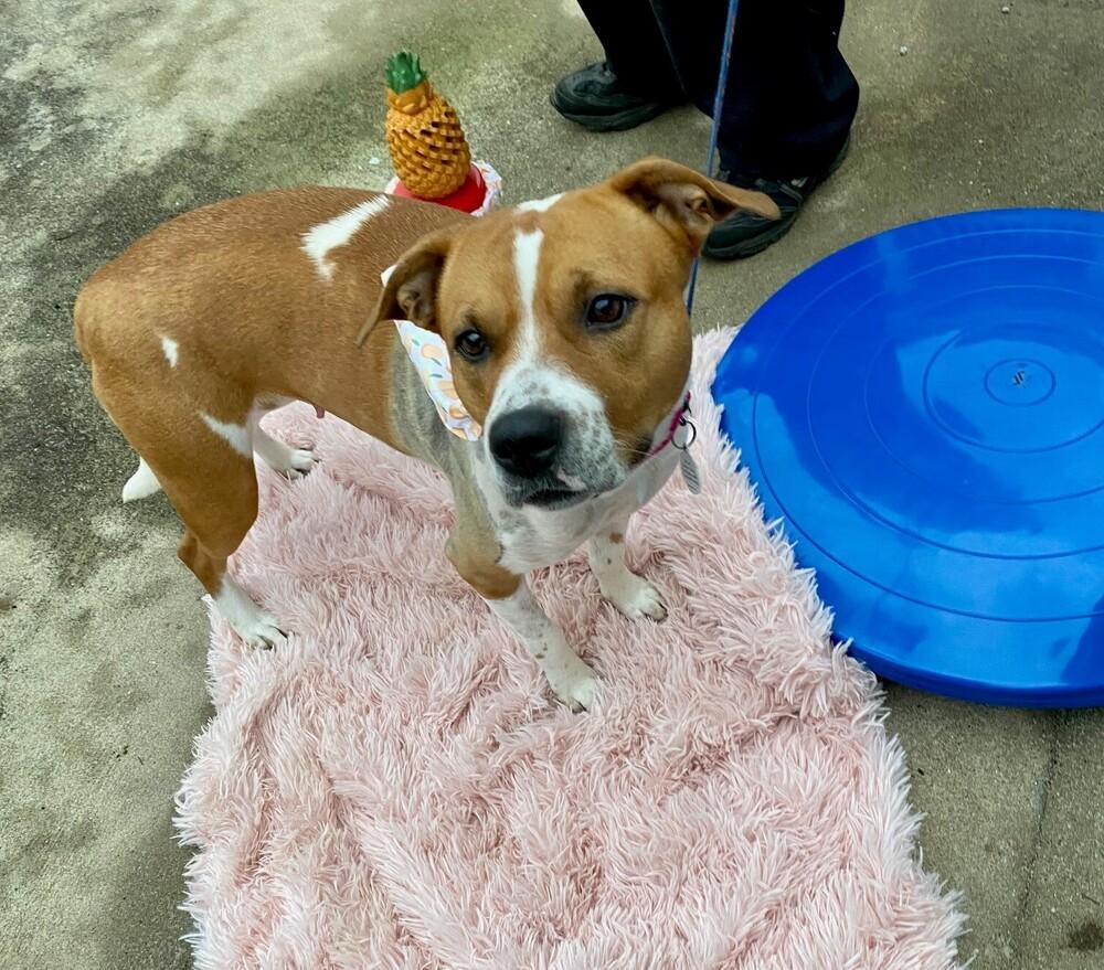 Enlarge Peaches, a Adoptable mixed breed in Hartwell, GA image 2/4